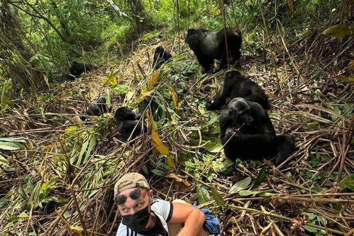 1 dag Mountain Gorilla Trekking upplevelse