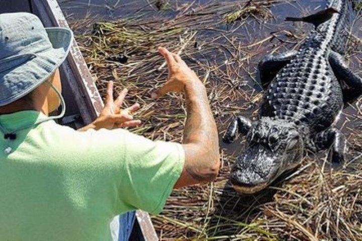 Private Everglades Airboat & udforskning