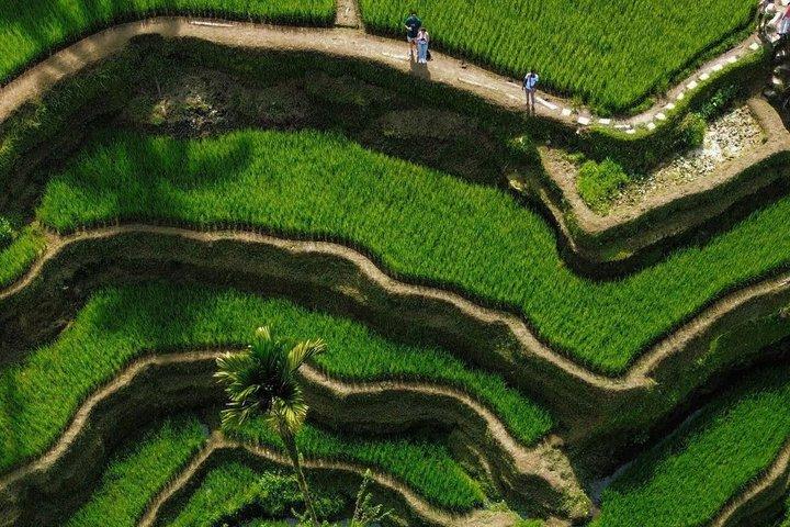 Ubud Privétour : Bali Verborgen juweeltjes, tempels & rijstterrassen