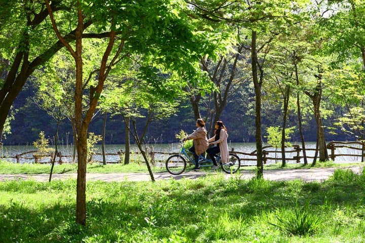Alpaca World, Nami Island and Garden of Morning Calm from Seoul