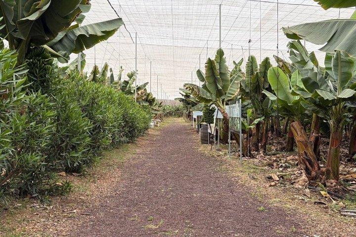 Teneriffa: Bananenplantage und Weinprobe in einem Weingut