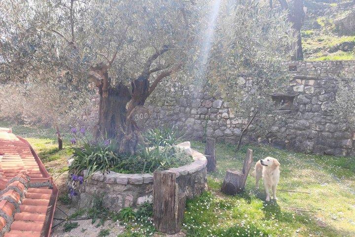 Tour privato delle colline nascoste di Budva, monastero e cascata