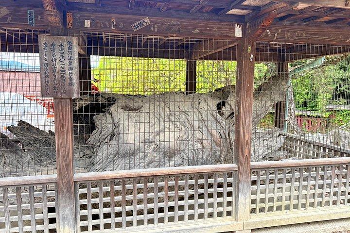 広島・宮島ユネスコ世界遺産プライベートツアー