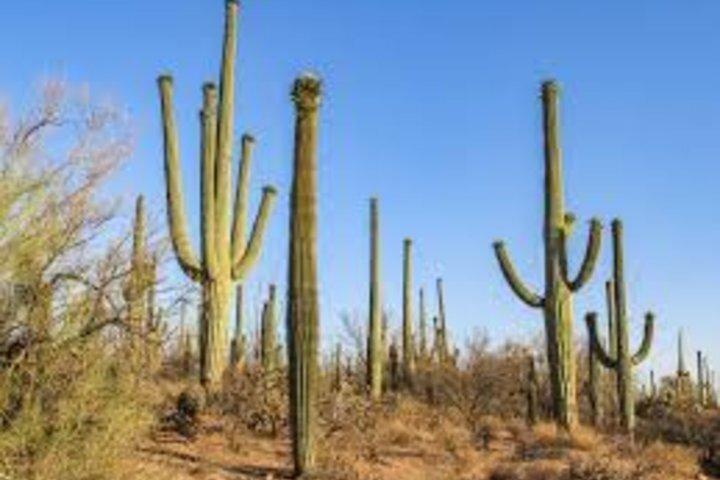 De Phoenix Saguaro Tombstone et Bisbee Excursion d'une journée partagée