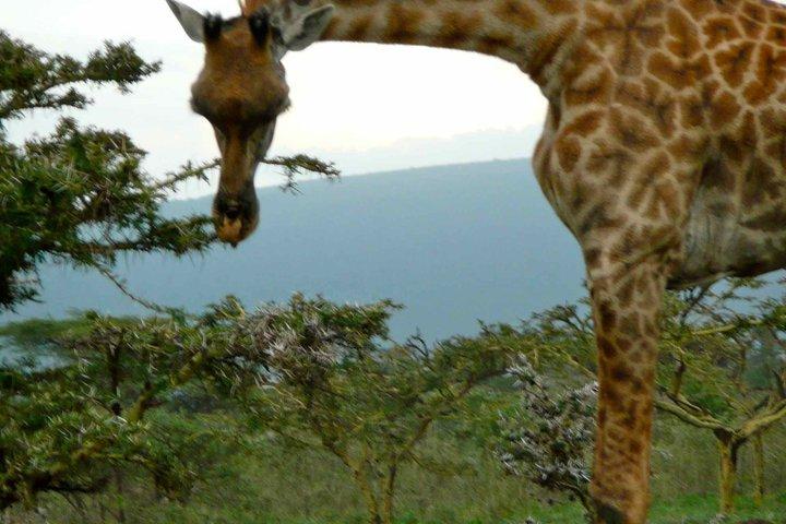 Parque Nacional de Arusha con Safari a pie