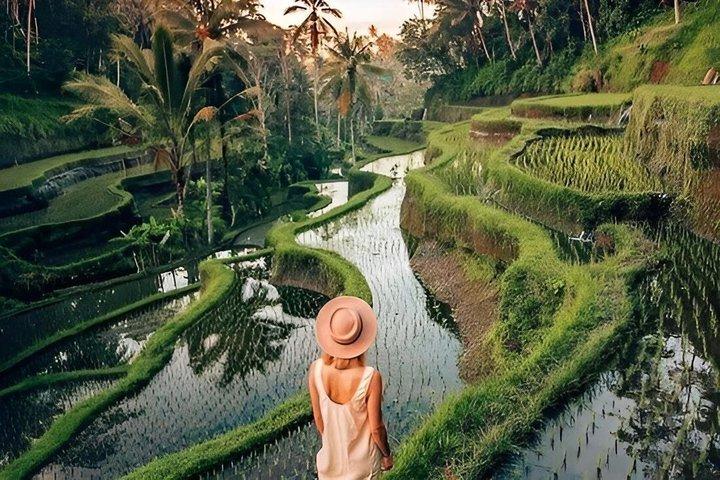 Ubud Monkey Forest Temple Waterfall and Rice Terrace Tour