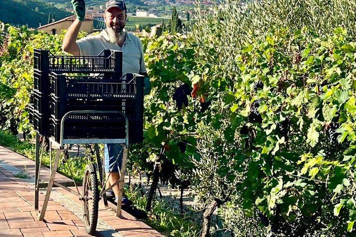 Amarone Della Valpolicella vinoplevelse - Mød Vogadori-familien