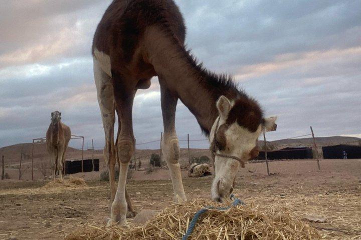Agafay Desert Camel Ride, Dinner Show with magical sunset