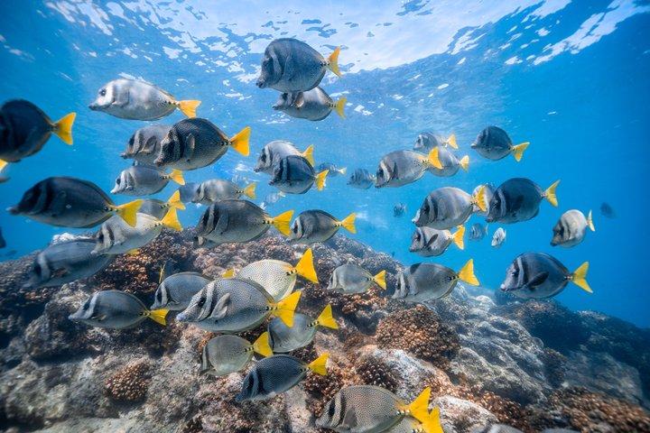 Cabo San Lucas Paddle Board & Snorkel Avventura all'Arco