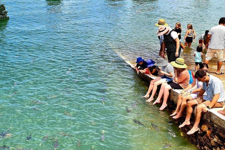 Darwin : AquasceneでFishに餌をやる。 ドクターズ・ガリーでつま先をくすぐって