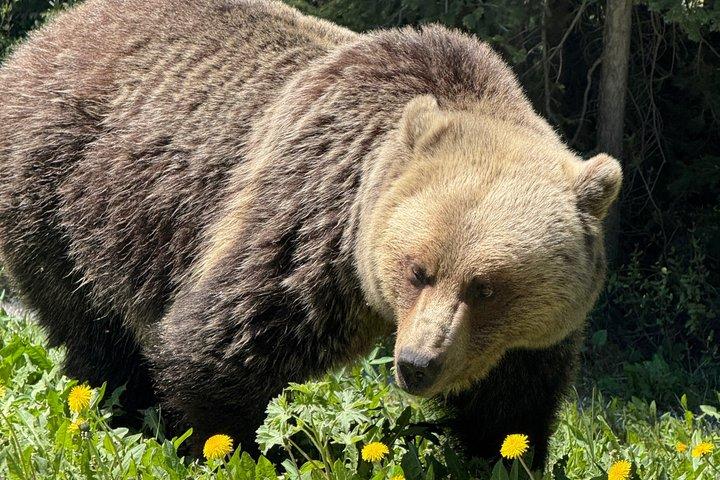 Udforsk Yoho National Park Premium Luxury Day Guided Tour