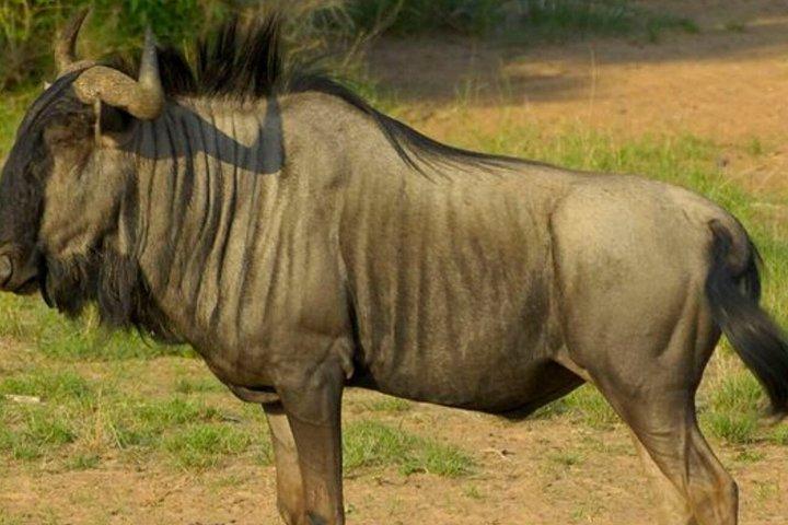 ダーバン発タラ猟獣保護区とナタールパークサファリ