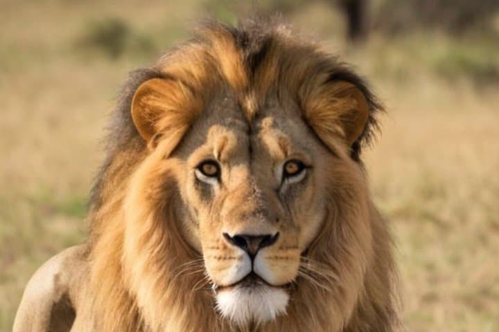 Cape Town to Johannesburg via Garden Route and Kruger 12 Day Tour