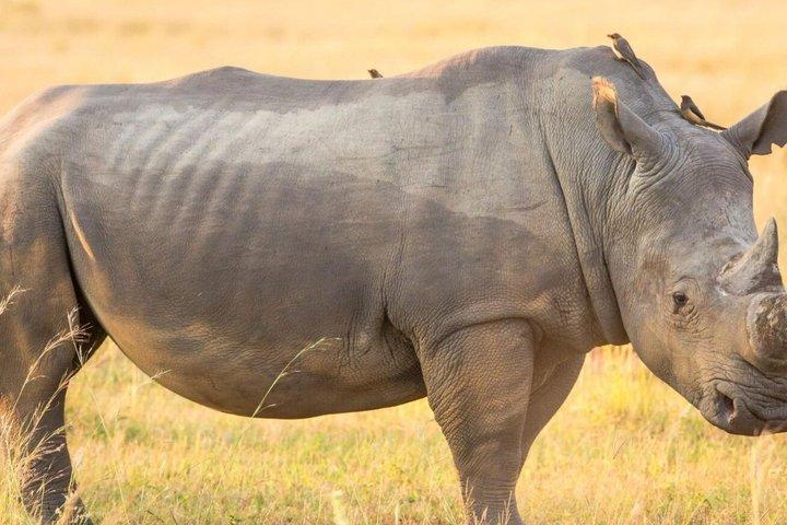 Tuinroute Durban naar Kaapstad via Addo National Park - 7 dagen