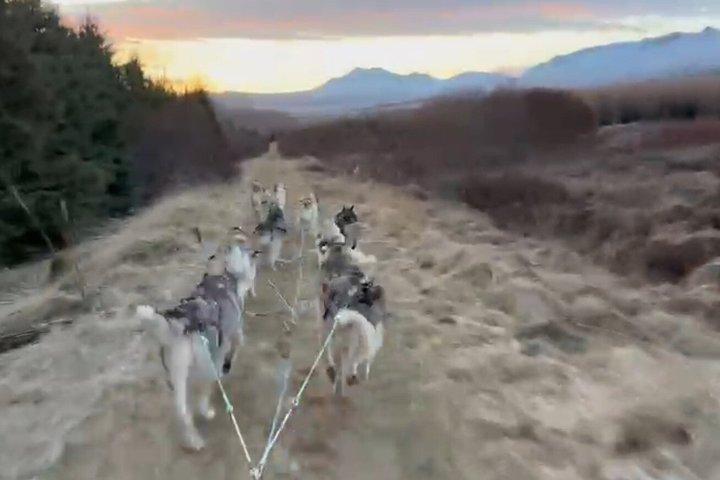 Honden winkelwagen rijden in Akureyri
