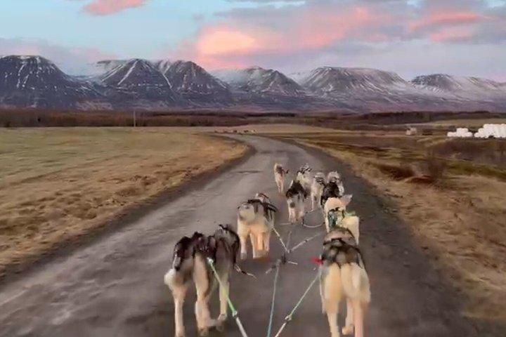 Honden winkelwagen rijden in Akureyri