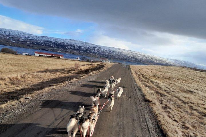 Honden winkelwagen rijden in Akureyri