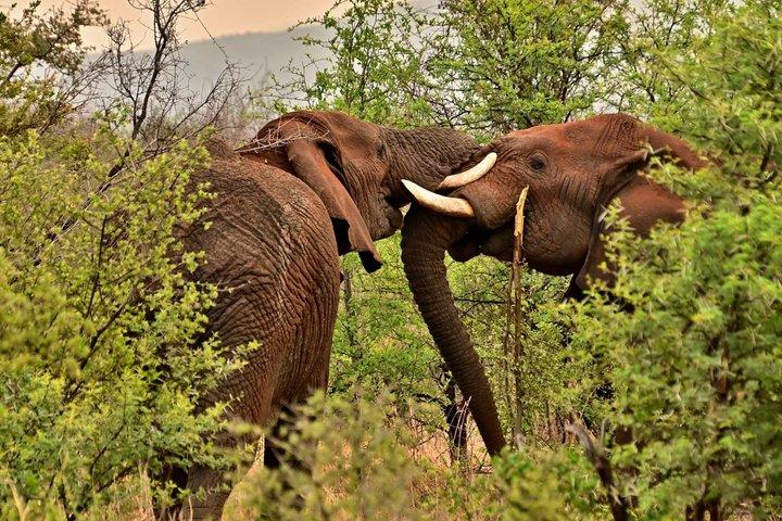 Safari notturno al Saltlick Lodge da Mombasa