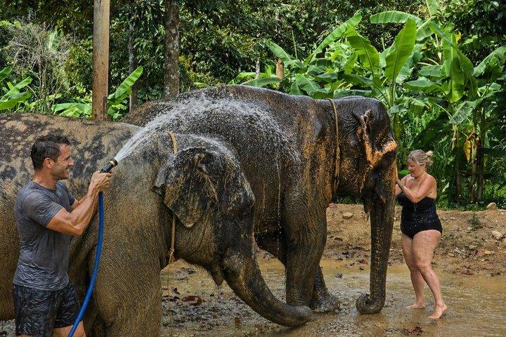 Expérience de soins aux éléphants à Koh Samui