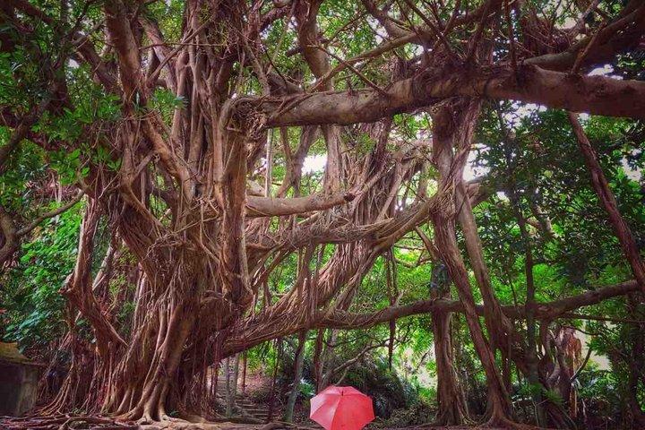 Okinawa Private Tour — Driver and Guide Included 1–8 Guests (6h)