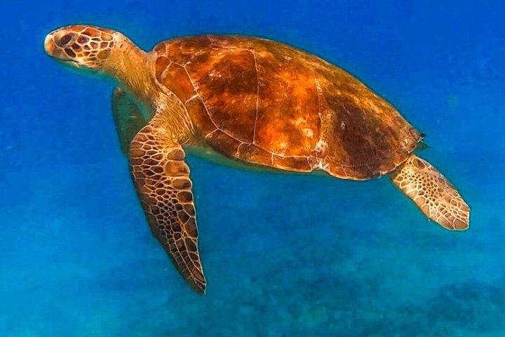 Snorkeling Palm Beach, Ocean Ridge, Blue Heron Bridge, Boca Raton