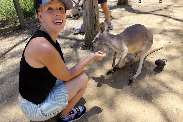 Australien Zoo Private Gruppentour ab Brisbane
