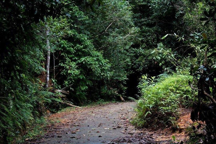 Kanneliya Rainforest Trek from Galle