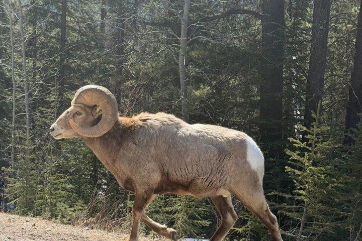 クーテナイ国立公園日帰りガイドツアーラジウム温泉を探索