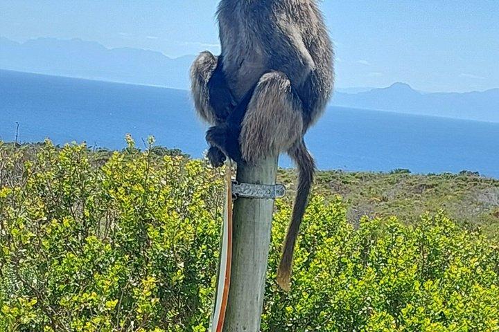 Le Cap - Safari animalier