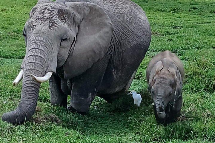 Nairobi : Excursion d'une journée au parc national d'Amboseli