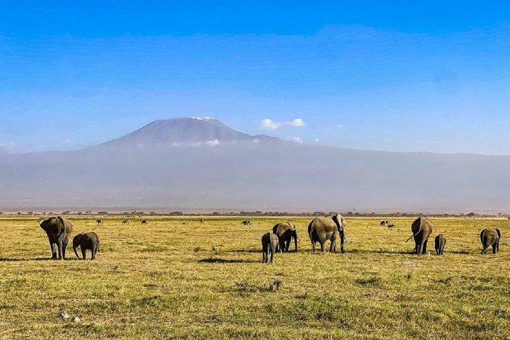 Nairobi : Excursion d'une journée au parc national d'Amboseli