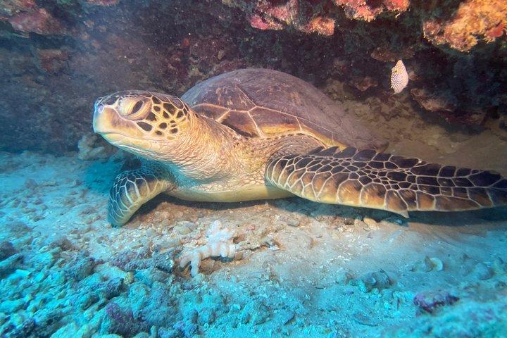 2 Tank Natural Reef & Wreck Dive Tour bij Wai'anae