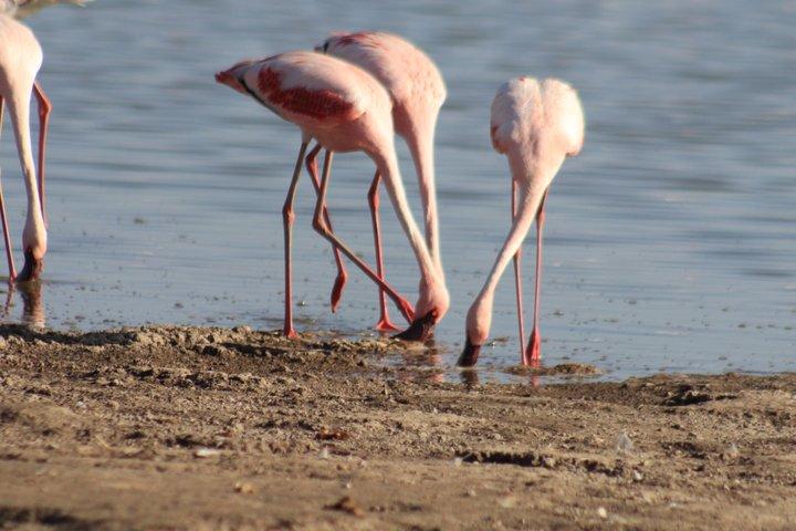 Amboseli dagexcursie