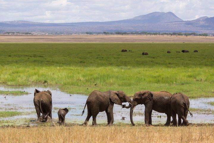 サファリ2日間タランギルンゴロンゴロカラトゥロッジ