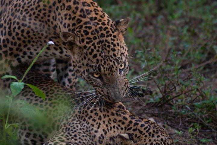 Yala Nationaal Park Jeep Safari