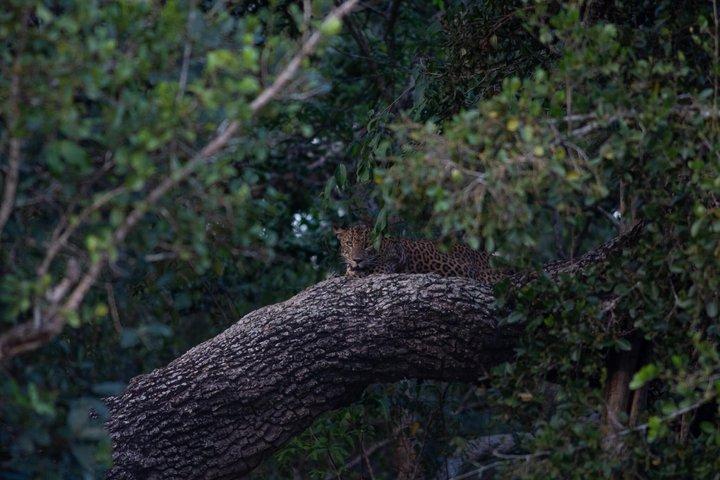 Yala Nationaal Park Jeep Safari