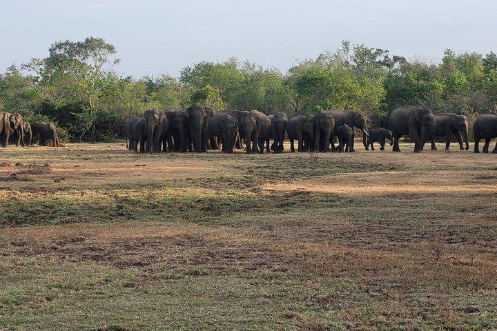 Yala Nationaal Park Jeep Safari