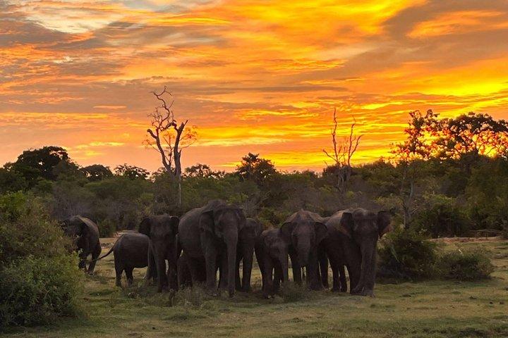 Yala Nationaal Park Jeep Safari