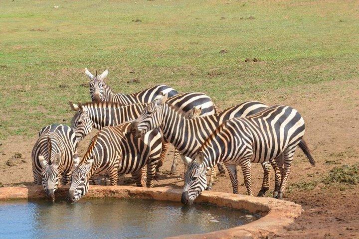 Teatro do Selvagem 3 Dias de Safari Salt Lick & Satao.