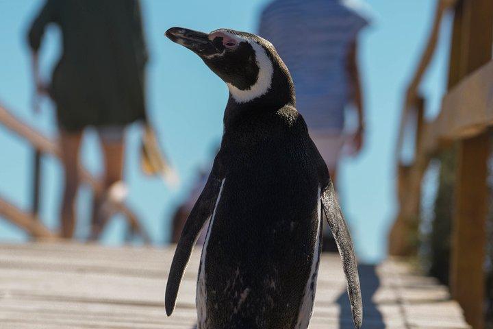 Vidunderlig Punta Tombo Penguin Rookery Tour for krydstogtpassagerer