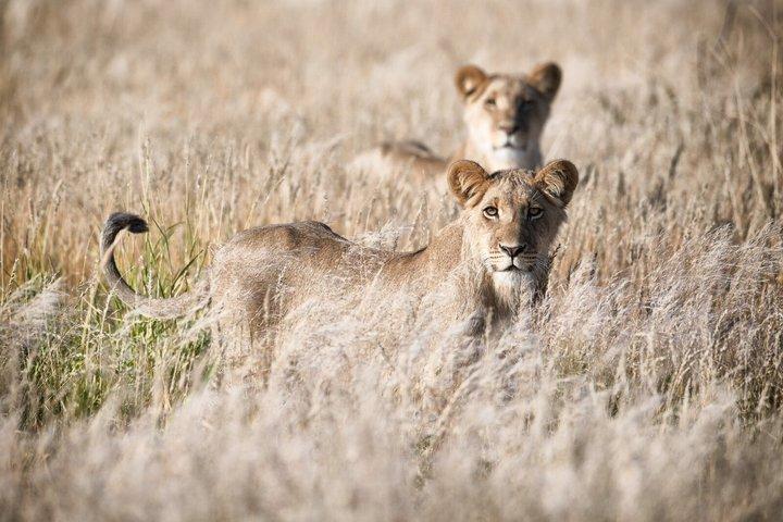 Lion King Safari 3 dage