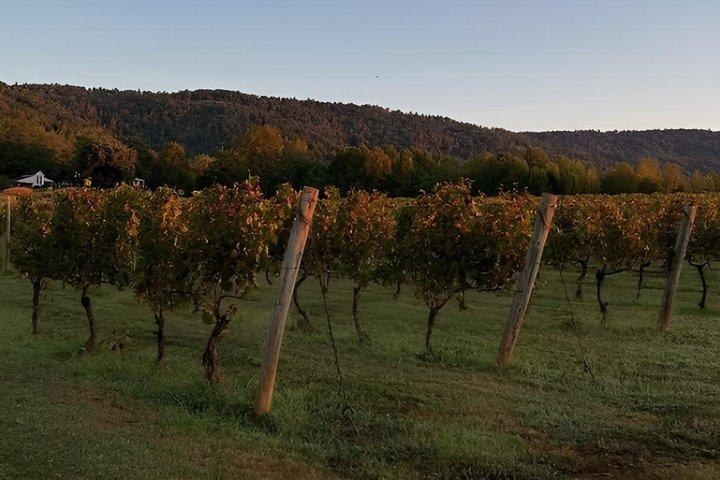 Crozet Virginia Weingut und Fahrradtour Erfahrung
