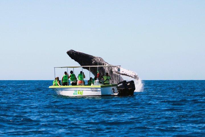 Whale Watching Cabo Equipaggio femminile, avvistamenti garantiti, Foto