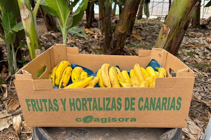 Teneriffa: Bananenplantage und Weinprobe in einem Weingut