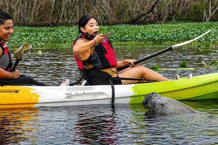 Small Group Manatee Discovery Kayak Tour perto de Orlando
