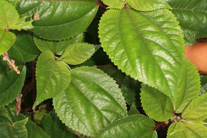 Tour de degustación de té de hierbas y frutas tropicales en West Maui