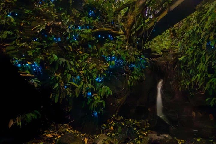 Auckland Glowworm Tours