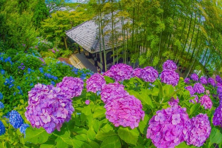 From Tokyo: Kamakura & Enoshima 1-Day Bus Tour