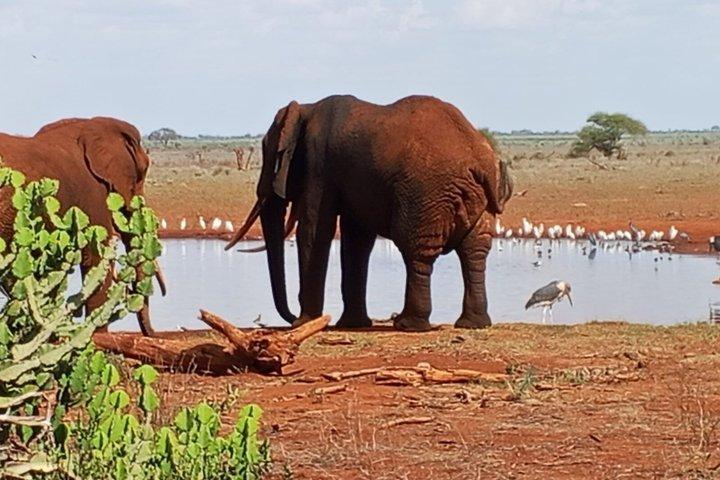 Teatro do Selvagem 3 Dias de Safari Salt Lick & Satao.