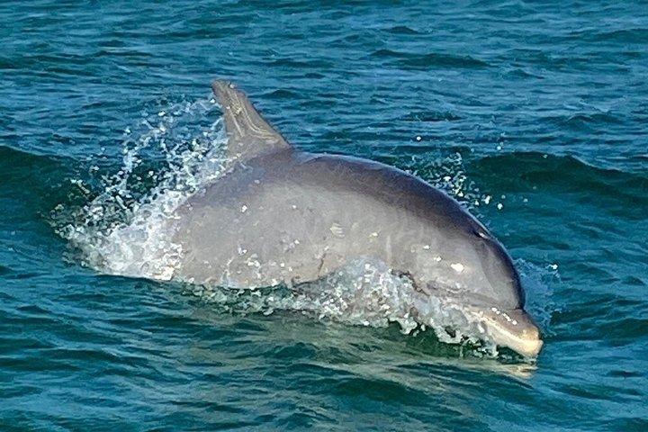 3 Hour Private Shell Island Dolphin and Snorkeling Tour